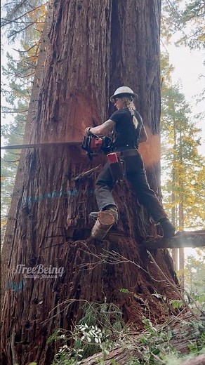 Some springboard action on these reds back in 2023 🦊 #timberfaller #stihl #logging