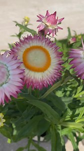 8.9K views · 317 reactions | Learn about the Strawflower plant on the Garden Patio! So fun to grow! | The Farm Stand | Facebook