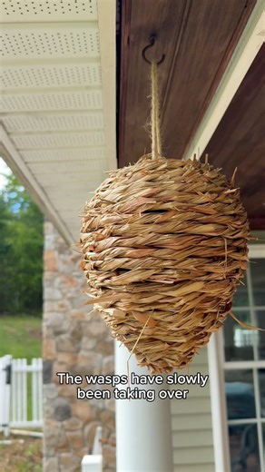 589K views · 592 reactions | I was tired of hacks that didn’t work! This works!! #pestcontrol #wasp #waspcontrol #yellowjackets #viralvideo | Live Composed | Facebook
