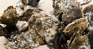 Oyster Restoration in Maryland