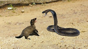 Cobra Vs Mongoose From India By: https://bit.ly/2OWwb4U | Wild Animal World