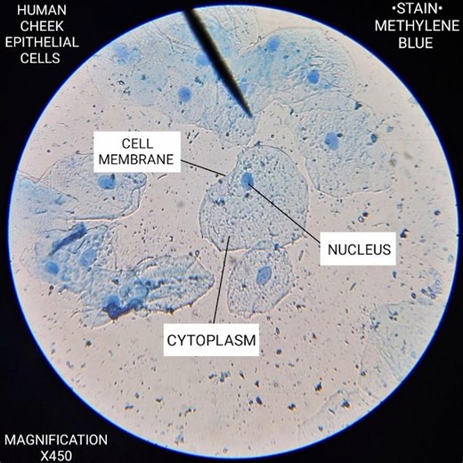 STUDY OF HUMAN CHEEK EPITHELIAL CELLS (STEPWISE INSTRUCTIONS)