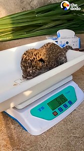 20M views · 290K reactions | 2 day old leopard cub found alone in a field — wait to see how Mom snatches up her baby when they reunite 李 | The Dodo | Facebook