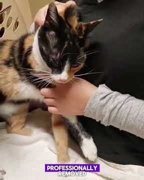 veterinary check-ups to identify and address problems early. #cat #cats #eye #foxtail #help