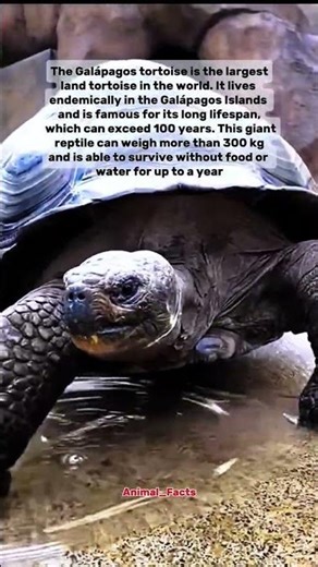 Interesting facts about Galapagos tortoises