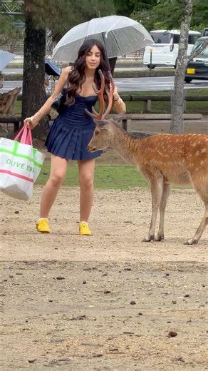 🍪🦌奈良公園の可愛い鹿たちと出会う旅！🇯🇵👍