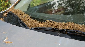 Oak pollen doubles in recent days, causing allergy misery