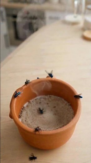 DIY fly trap that actually works #shorts #homehacks #diy
