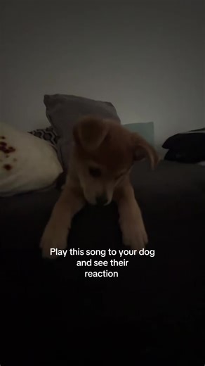 LMAOO my luna bear💓💓💓#foryoupage #dogsoftiktok #doglife