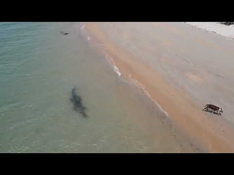 Drone Footage Shows Crocodile Stalking Dog on Beach