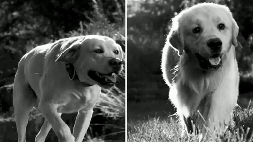 Royal Canin TV Spot, 'The Golden Lab and Labrador Retriever'