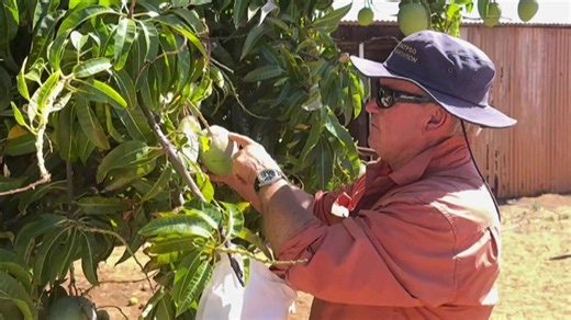 Plan to send WA fruit and vegetables to people in need still has hurdles to overcome