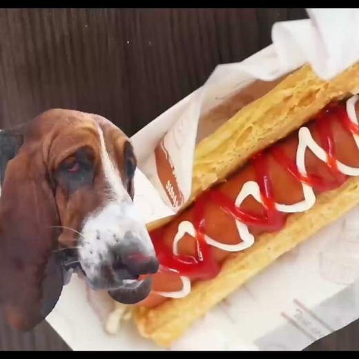 Basset Hound Exercise Needs 🏋🏼🐾