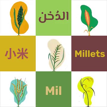 17K views · 247 reactions | Millets are sustainable, nutritious &...