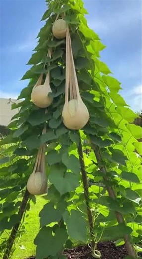 The gardeners' trick for growing abundant cantaloupe in a pyramid shape