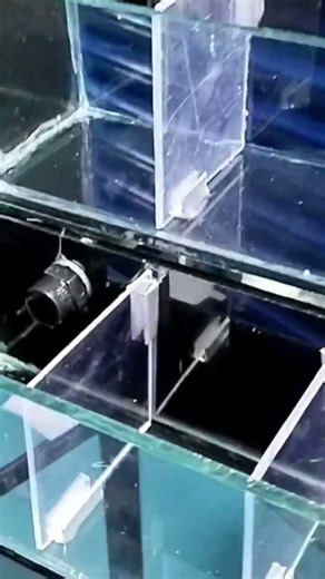 betteras mini hechas línea #peces #acuario4k #aquarium #acuario #5560749039 WhatsApp