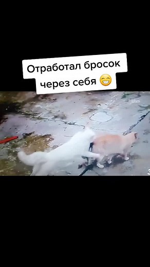 #рекомендации #рек #кот #коты #котэ #котик #котики #кошка #животные #домашниеживотные #борьба #драка #разборки #бросок
