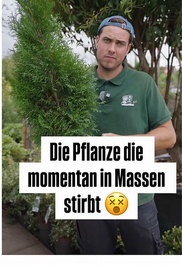 Alternativen zur Thuja-Hecke in Mitteldeutschland
