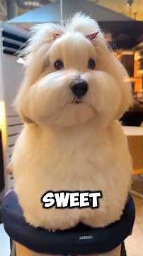 Top 5 Most Popular Dog Names 🐶✨