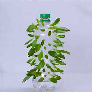 We're rooting for these 12 clever plant hacks! | MetDaan Tips