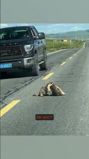 Marmots Wrestling - Ozzy Man Quickies