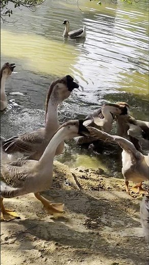 Goose Showdown: Friendly Neck-Biting Battle in the Farm! 👀