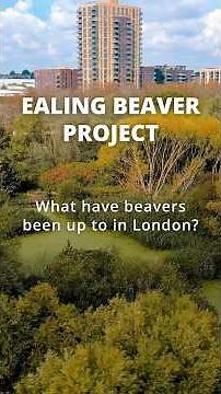 What have beavers been up to in London? 🦫