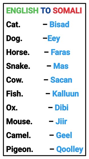 English to Somali Vocabulary Lesson