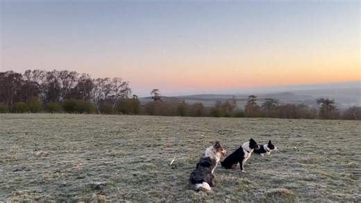 THE FINAL FAREWELL: It has been an incredibly emotional day today for our Cathy, and all of us at Collieology, as she bade her final goodbye to her Sean. Getting up at dawn and going back with ‘his’ girls – Belle, Diva and Pip – to one of his most favourite ever spots to scatter his ashes; at his old workplace, where the stunning views cut across round Scotland and the Pennines and Lake District fells. He was at his happiest here and, says Cathy, “it was a fitting tribute to have his girls with 