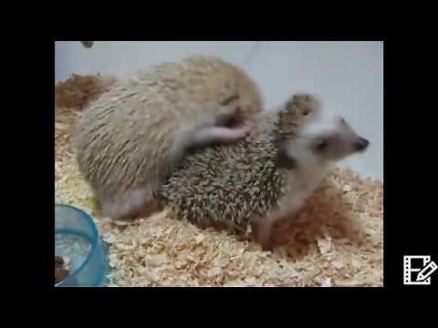 Reproduction des hérissons - Accouplement