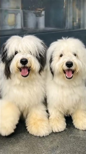These Fluffy Dogs Are Too Cute!