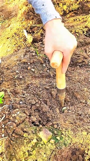 Efficient Vegetable Planting Technique 🌱 | Easy Farming Method#Farming#VegetablePlanting#EasyFarming