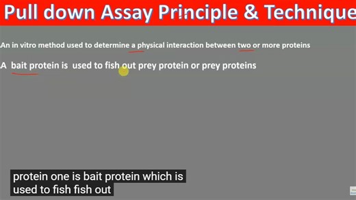 pull down 蛋白质相互作用