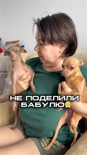 Знакомо? Рубец говяжий полоски арт. на WB #192594407 #рекомендации#той#тренд#юмор