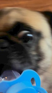 Nose eyes 👀 lips 💋 | Pug Philosophy