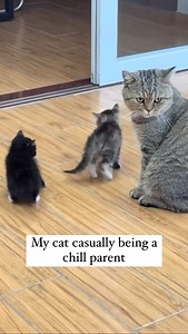 5.1K views · 10K reactions | Too tired to care  #cats #catsdaily #catsofinstagram #catmemes #catlife #catlover | Relax My Cat | Facebook