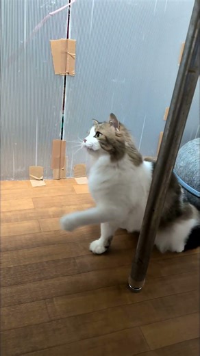 ねこちゃん がんばってる姿がかわいいThe cat looks so cute trying its best.