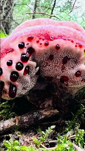 Bleeding Tooth Fungus Mushroom