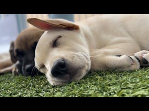 Love animals? Take part in San Diego Humane Society's 'Day of Giving'