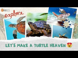 You Won't Believe This Turtle Tank! Tetra Deluxe Kit Review | Complete Aquarium Setup