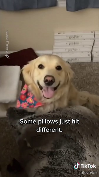 Adorable Golden Retriever Can't Resist a Pillow