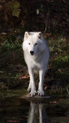 Amazing Wolf Facts That Will Blow Your Mind! 🐺