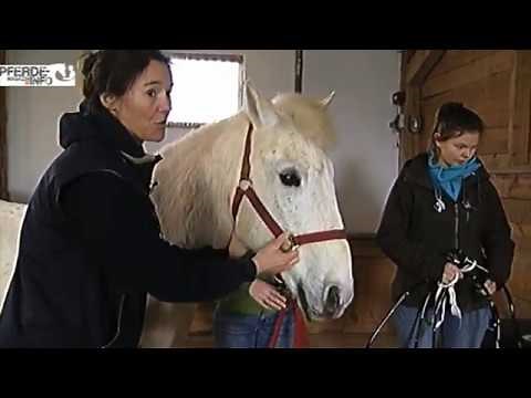 Bronchoskopie bei Pferden