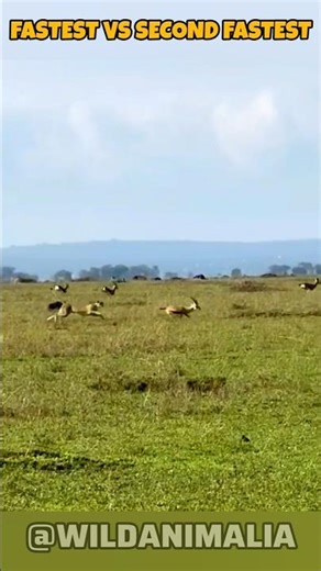 Cheetah vs Impala: Insane High-Speed Chase in the Wild #wildlife #animals #viral #predator