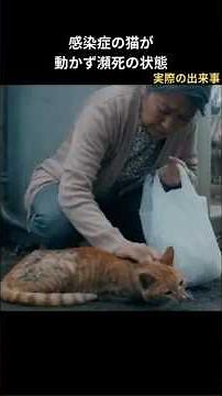 A cat with an infectious disease was found near death. #RescueCat #RescueActivities