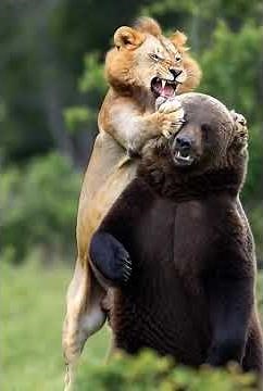 Shocking Moment a Lion Fights a Grizzly Bear in the Wild! / 衝撃の瞬間！野生でライオンがヒグマと戦う！