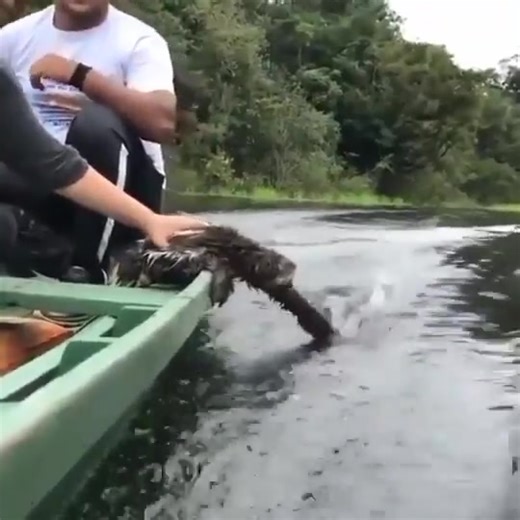This rescued sloth on the boat seems truly fascinated by water and it looks as if he's enjoying himself... We wonder if that's true as maybe the slot is stressed and wants to go back into the water? Sloths are strong swimmers. They will sometimes drop down from their treetop perches into water and use their extended arms to propel through the water. Story is this one got a bit too far up river and came to the boat with tourists who took him in to drop him off on shore safely | Roar Wildlife News