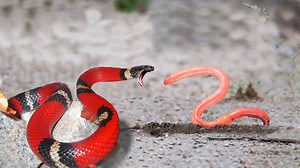 KING SNAKE VS WORM - Who will be the winner - | Wild Animal World