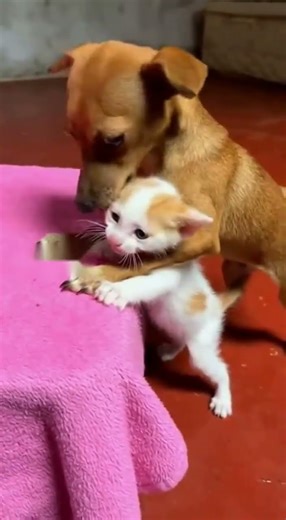 Dog Hugs Screaming Kitten: Funny Animal Friendship Fail