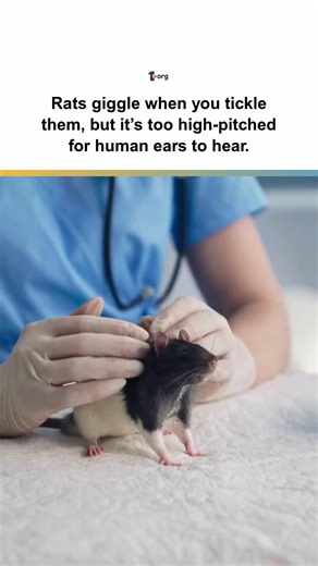 1.org on Instagram: "Rats giggle when tickled. Seriously. Research from Humboldt University shows they love belly and back tickles so much, they let out ultrasonic laughs and do joy jumps. Even their brains light up with pleasure... but only if they’re in the mood. If they’re anxious, because they're under bright lights or on a platform, they go totally silent. #RatLaughs #AnimalBrains #ScienceFacts #TicklishRats #Neuroscience"